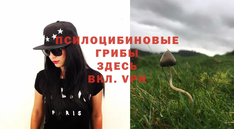 Псилоцибиновые грибы MAGIC MUSHROOMS  купить  цена  Пугачёв 